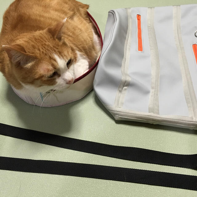 猫の歯磨き 暴れる猫ちゃん一発キャッチ